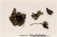 藏品(成長梅衣)的圖片